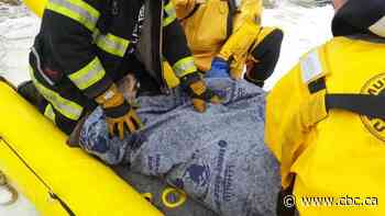 Firefighters rescue pregnant doe from thin ice on Richibucto River - CBC.ca