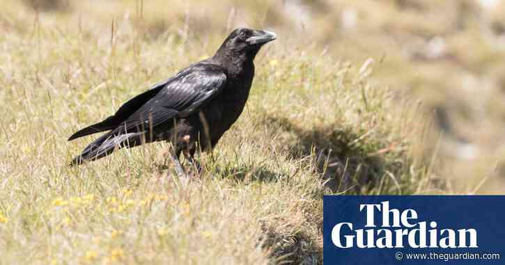 Country diary: a resonant raven kronk is heard through the leafless canopy