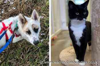 Animals looking for their forever homes near Warrington