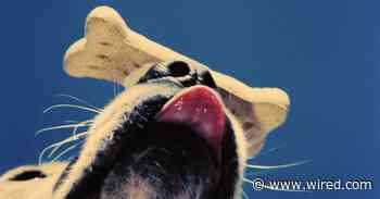 In Praise of Positive Reinforcement for Your Pets