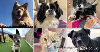 30 dogs, cats and tiny animals looking for loving homes after a lonely winter