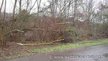 Biberfraß: Baumfällarbeiten an der Nidda - Wetterauer Zeitung