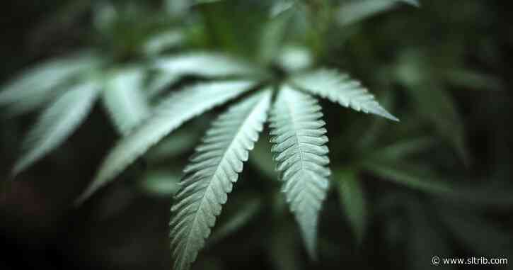 Letter: Buying medical marijuana from out of state shouldn’t be illegal
