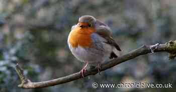 Join the Great Garden Birdwatch this weekend to send lockdown spirits soaring
