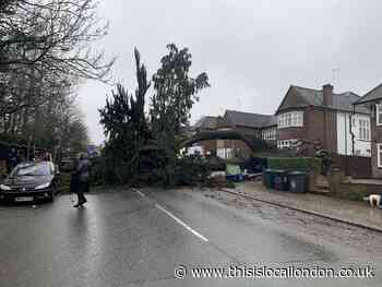 Tree falls in Parson Street in Hendon