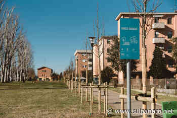 Soliera Verde, tra nuovi alberi, potature e censimento - SulPanaro
