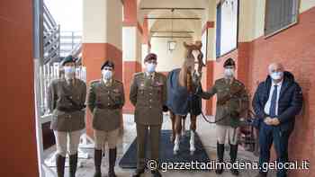 Modena Ecco la bilancia speciale per i cavalli dell’Accademia - La Gazzetta di Modena