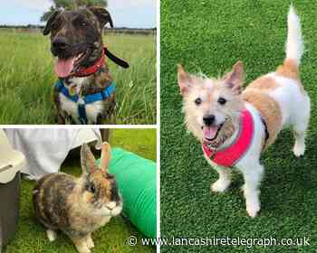 Pets delivered to your door with RSPCA rehoming scheme