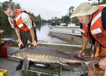 Could artificial oyster reefs help threatened Gulf sturgeon?