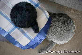 Meet Qoobo, the cute, robotic tailed cushion that cured my pandemic blues