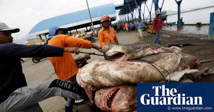 Will sharks survive? Australian scientists fear for apex predators without more protections