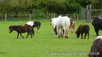 Shetland pony herd evacuated following diesel spill at RAF base