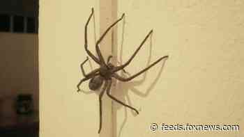 Viral photos show horde of spiders piled up on bedroom ceiling