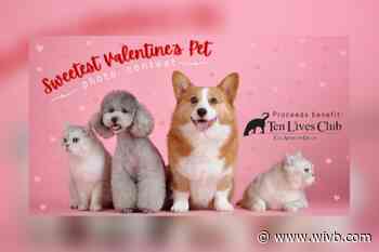 Ten Lives Club hosting 'Sweetest Valentine’s Pet Photo Contest' to benefit animal rescue