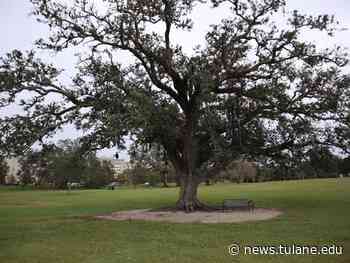 Tulane architecture students, faculty work to protect iconic tree - News from Tulane