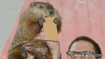 Buffalo Bert predicts six more weeks of winter