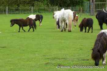 Shetland pony herd evacuated following diesel spill at RAF base - St Helens Star