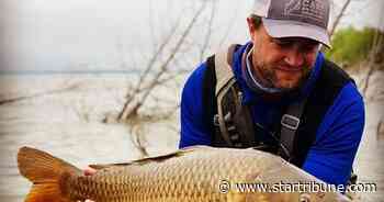 Corn, conveyor belts and a virus show promise in removing invasive carp from Minnesota waters