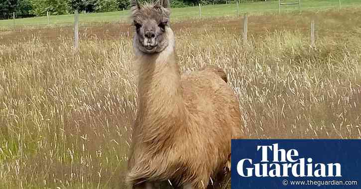 In the search for Covid protection, Cormac the 'extremely charismatic' llama may hold a key