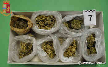 Droga: marijuana in centro a Fermo, arrestato con 3 kg - Agenzia ANSA