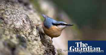 Country diary: small birds forage for food in the damp branches - The Guardian