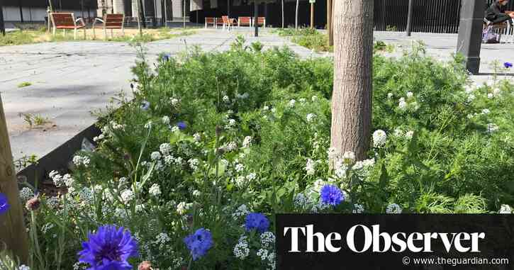 Bat boxes, 'greened' streets and bug hotels: Barcelona embraces its wild side