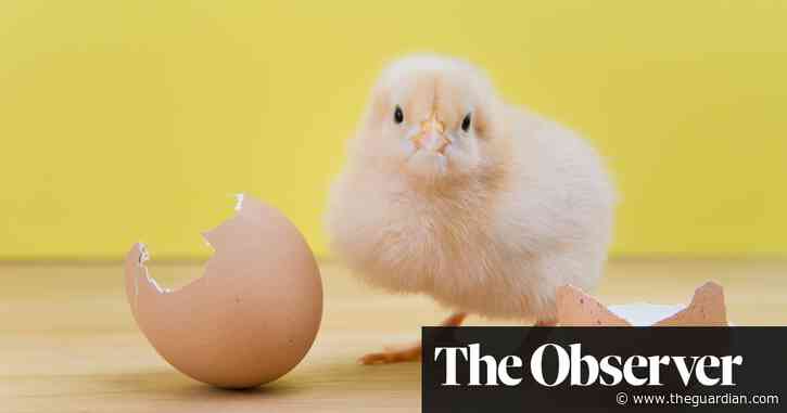 Is it possible to change a chicken's sex before it hatches?