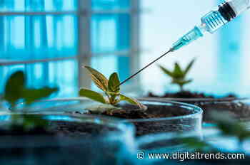 Lab-grown wood? Sounds crazy, but it could be a game-changer for the planet