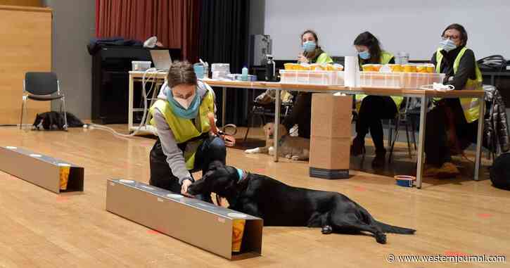 COVID-Sniffing Dogs Now Being Deployed to Detect Infected NBA Fans