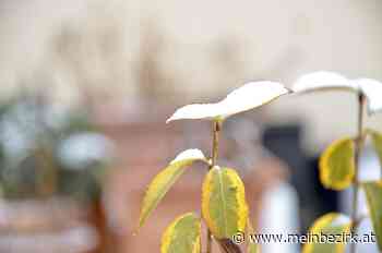 Makro-Fotografien: Winterliche Nahaufnahmen vom Wechselgebiet - Neunkirchen - meinbezirk.at