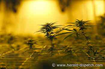 Medical cannabis patient registration opens this week | News - Huntington Herald Dispatch