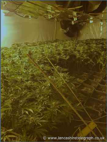 2698 cannabis plants removed from property