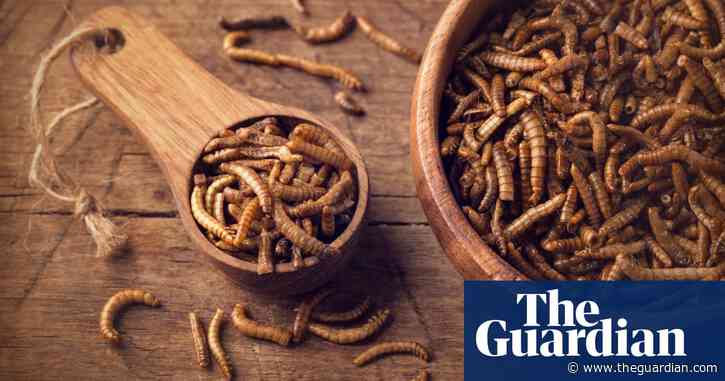 Grubs up! Mealworms are on the menu – but are we ready for them?