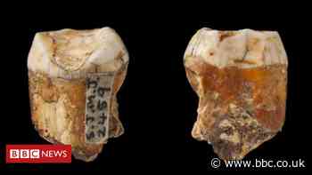 Ancient Jersey teeth find hints at Neanderthal mixing