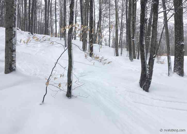 Labrador: Under the Radar