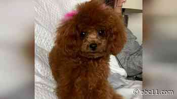 Surveillance video shows pizza delivery driver walk off with puppy from customers' home