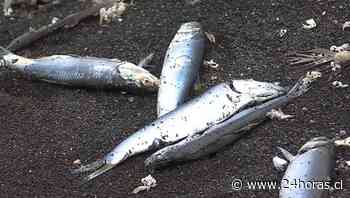 Masiva varazón de sardinas en Coronel - - Biobío - 24horas - 24Horas.cl