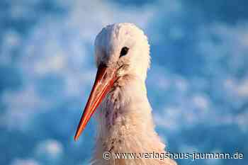 Steinen: Der erste Weißstorch ist zurück - Verlagshaus Jaumann - www.verlagshaus-jaumann.de