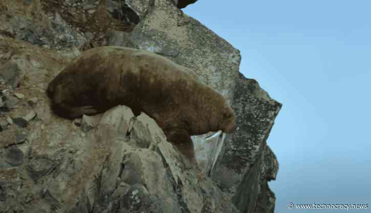 How Fake Walrus Story Helped Sell The WEF’s Great Reset At Davos