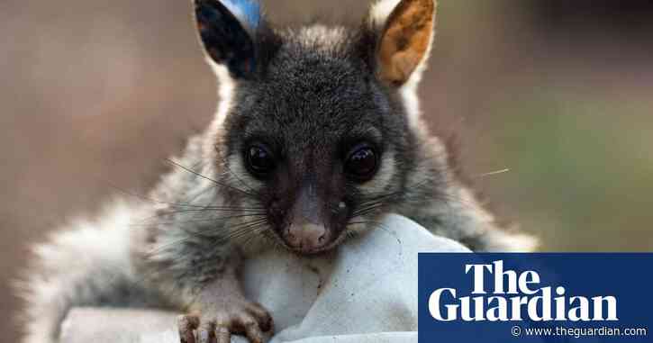 Human activity forces animals to move further to survive, study finds