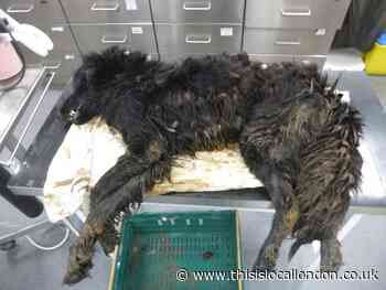 Southall dog owner banned from keeping animals for five years