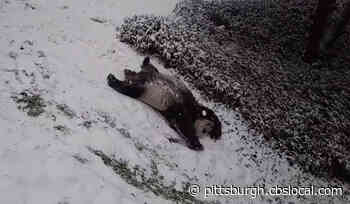 Pandas Enjoy Snow Day At National Zoo