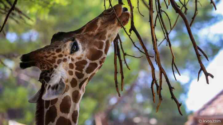 Tucson’s oldest giraffe celebrates 32nd birthday