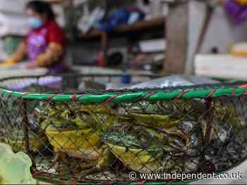 Stop the Illegal Wildlife Trade: How loopholes in China’s animal protection law risk new virus outbreaks