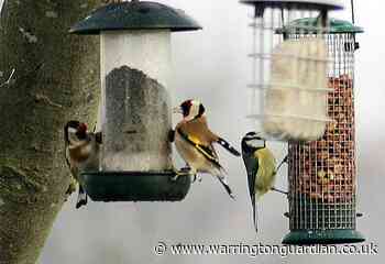 In pictures: RSPB Big Garden Birdwatch in Warrington