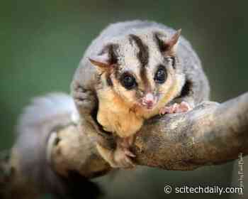 World-First Study Reveals Human Activity Forces Animals to Move 70% Further to Survive