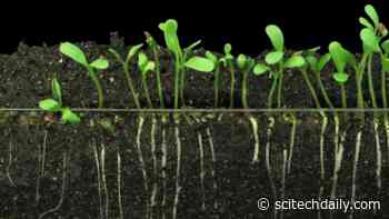 Development of Next-Generation Crops: Research Catches Up to World’s Fastest-Growing Plant