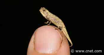 Tiny chameleon with large genitalia may be the world's smallest reptile     - CNET