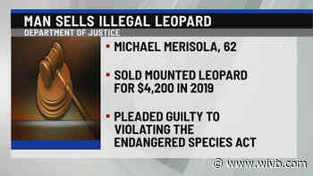 Buffalo man admits to selling mounted leopard to undercover agent
