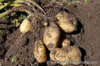 How do different root structures affect soil? Root architecture, formation play key roles - Potato News Today